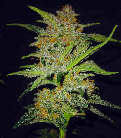 Семена сорта Lemon Cherry Cookies Auto fem (FastBuds)