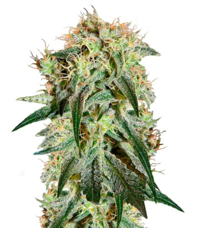 Семена сорта Damn Sour fem