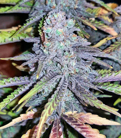 Семена сорта Critical + 2.0 Autoflowering fem