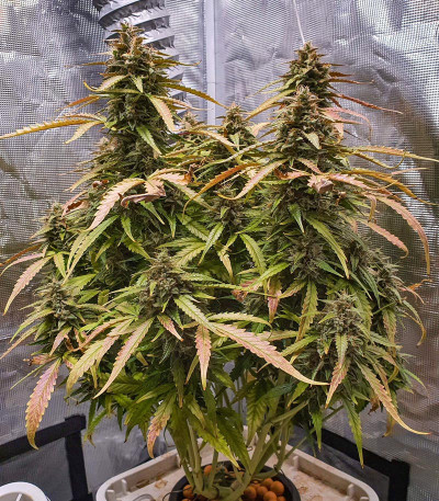 Семена сорта Gorilla Auto fem (Glue auto)