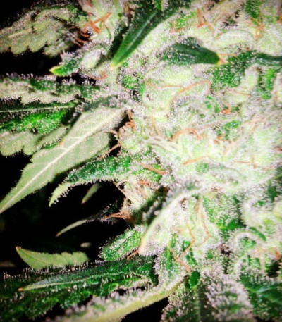 Семена сорта ICE fem (Female Seeds)