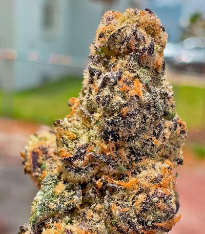 Семена сорта Mellowz fem