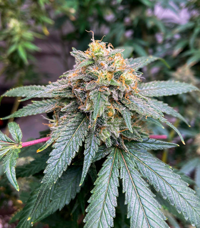 Семена сорта Planet of the Grapes RBX fem (Ethos Genetics)