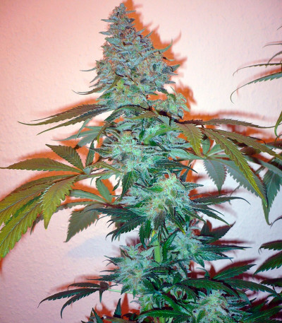 Семена сорта Sensi Star fem (Paradise Seeds)