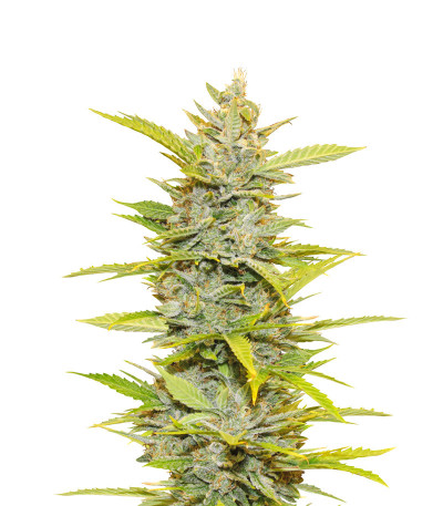 Семена сорта Auto Glueberry O.G. fem (Dutch Passion)