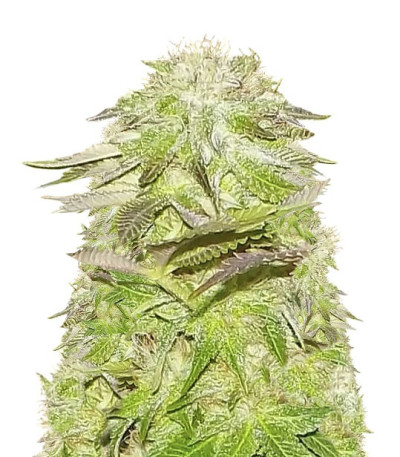 Семена сорта White Widow fem (Pyramid Seeds)