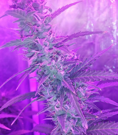 Семена сорта Auto Speed Bud fem (Female Seeds)