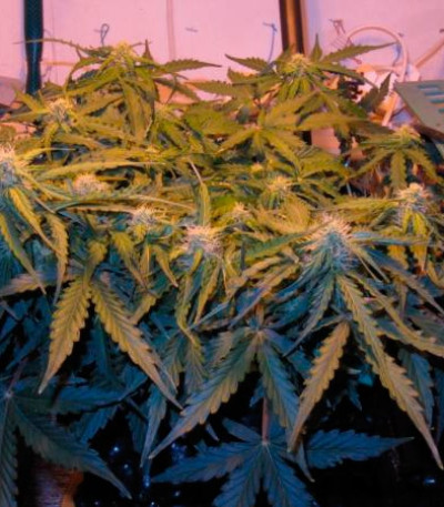 Семена сорта Il Diavolo Auto fem (Delicious Seeds)