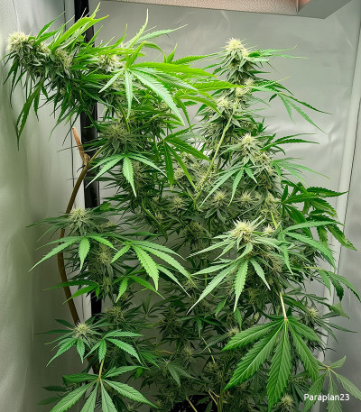 Семена сорта Extreme Impact Auto fem (Heavyweight Seeds)