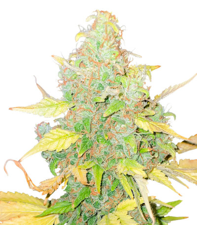 Семена сорта конопли Pink Runtz Auto от 7CH American