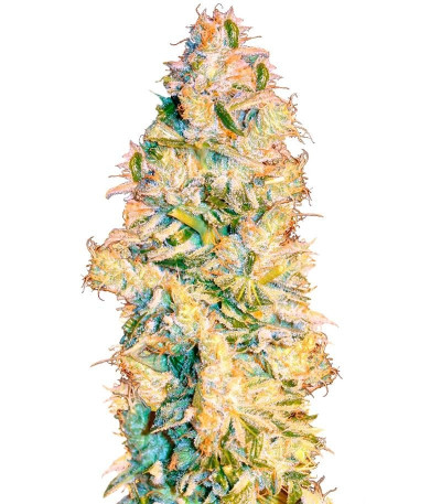 Семена сорта Nexus fem (Eva Seeds)