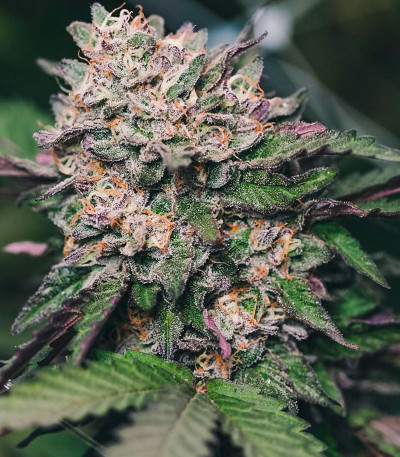 Семена сорта Cookies USA fem (Pyramid Seeds)