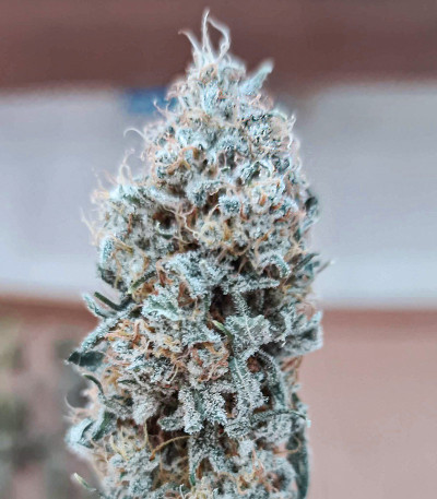 Семена сорта Fast Flowering OGKZ fem (Humboldt Seeds)
