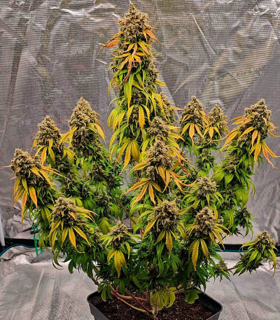 Семена сорта Papaya Cookies Auto fem (FastBuds)