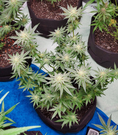 Семена сорта Zkittlez fem (Семяныч)