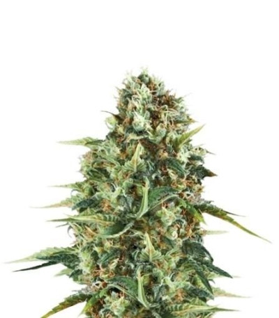 Семена сорта Royal AK fem (Royal Queen Seeds)