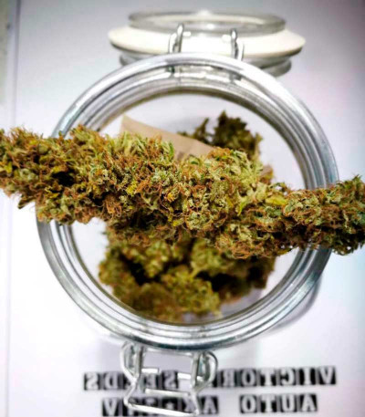 Семена сорта AK-77V fem (Victory Seeds)