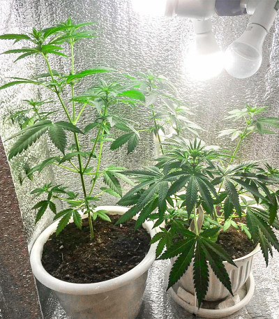 Семена сорта Amnesium fem (Victory Seeds)