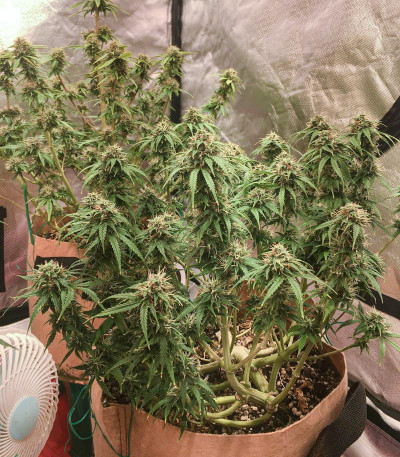 Семена сорта Auto Euforia fem (Dutch Passion)