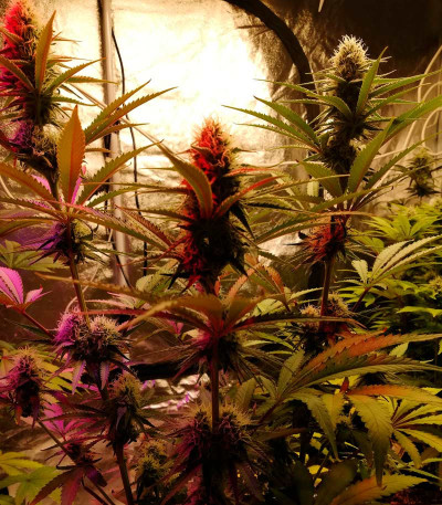 Семена сорта Cookies Haze fem (Kannabia)