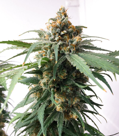 Семена сорта Delicious Cookies fem (Delicious Seeds)