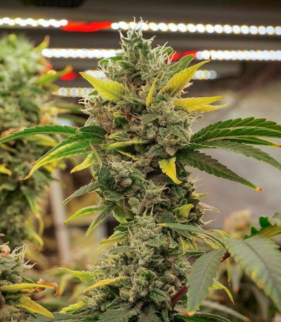 Семена сорта Papaya Zoap F1 Fast Version fem (Sweet Seeds)