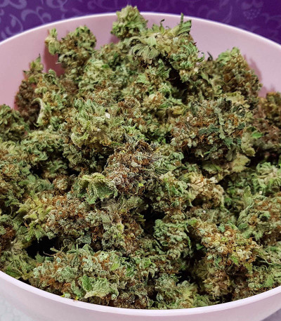 Семена сорта Shogun fem (Royal Queen Seeds)