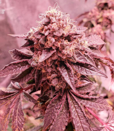 Семена сорта Vanilla Frosting fem (Humboldt Seed Company)