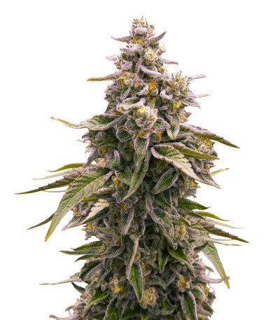 Семена сорта Cap Junky fem (7CH American)