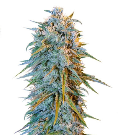 Семена сорта Blue Dream fem (Humboldt Seeds)