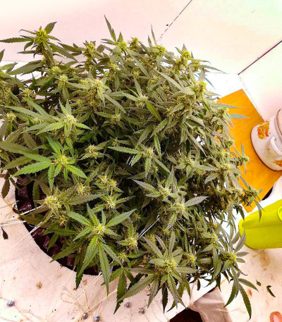 Семена сорта Alpha 21 fem (AlphaFem Seeds)