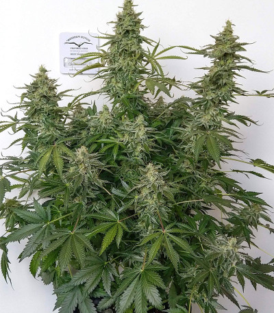 Семена сорта Auto Brooklyn Sunrise fem (Dutch Passion)