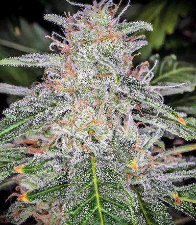 Семена сорта Blue Dream auto fem (FastBuds Seeds)