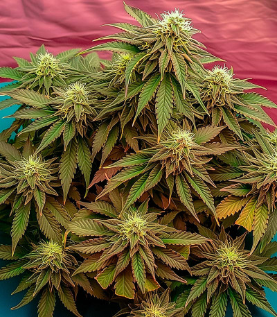 Семена сорта Boy Scout Cookies fem (Kalashnikov Seeds)
