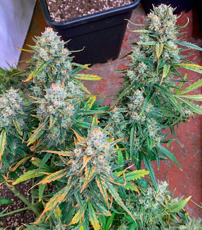 Семена сорта Sexy Cinderella Auto fem (Семяныч)