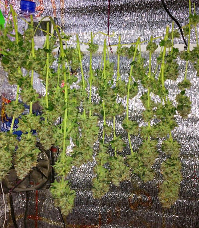 Семена сорта LSD fem (Barney's Farm)