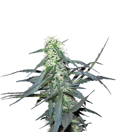 Семена сорта Hawaii Maui Waui fem (Nirvana Seeds)