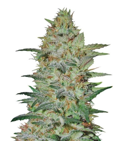 Семена сорта Sensible Star fem