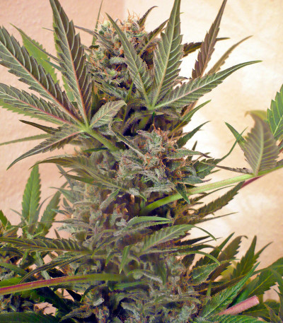 Семена сорта Chrystal fem (Nirvana Seeds)