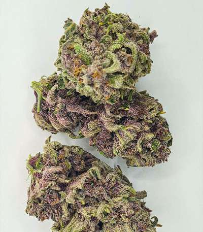 Семена сорта Still Bubba fem (AlphaFem Seeds)