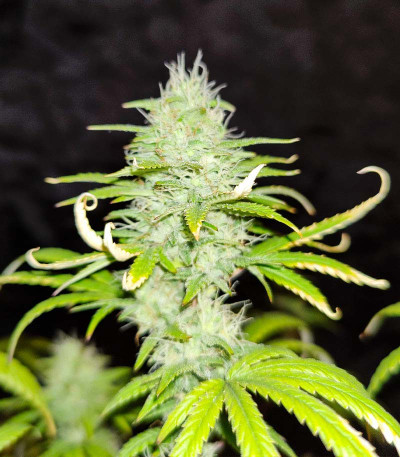 Семена сорта Wedding Cake fem (Barney's Farm)