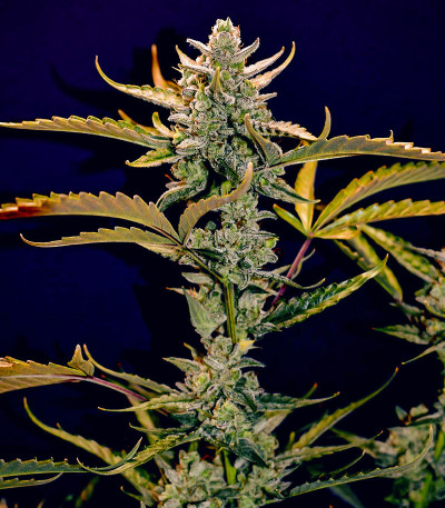 Семена сорта Amnesia Zkittlez Auto fem (FastBuds)