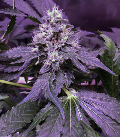 Семена сорта Amherst Sour Diesel fem (Humboldt Seeds)