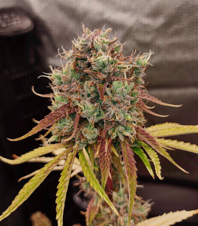 Семена сорта Banana Daddy Auto RBX2 fem (Ethos Genetics)