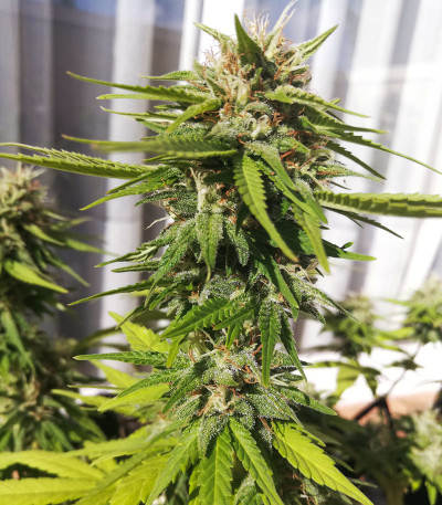 Семена сорта Black Cherry Punch fem (Pyramid Seeds)