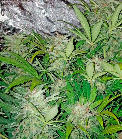 Семена сорта Blue Dream Auto fem (Humboldt Seeds)