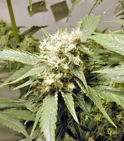 Семена конопли Blue Hash