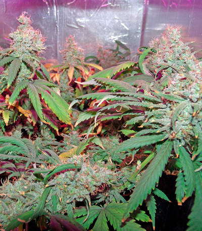 Семена сорта California Dream fem (Mandala Seeds)