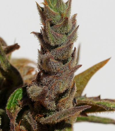 Семена сорта Cannatonic reg (Resin Seeds)