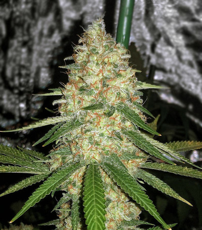 Семена сорта Gorilla Glue # 4 fem (Cali Buds Seeds)